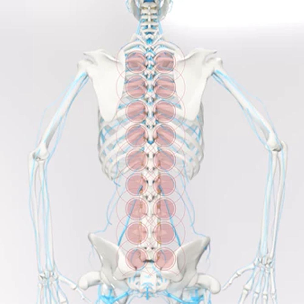 SPINEFITTER 脊給力 健身按摩 脊椎保健 增進柔軟度 強化核心肌群 改善關節活動度 平衡訓練 普拉提 瑜伽 增進肌肉 全身按摩