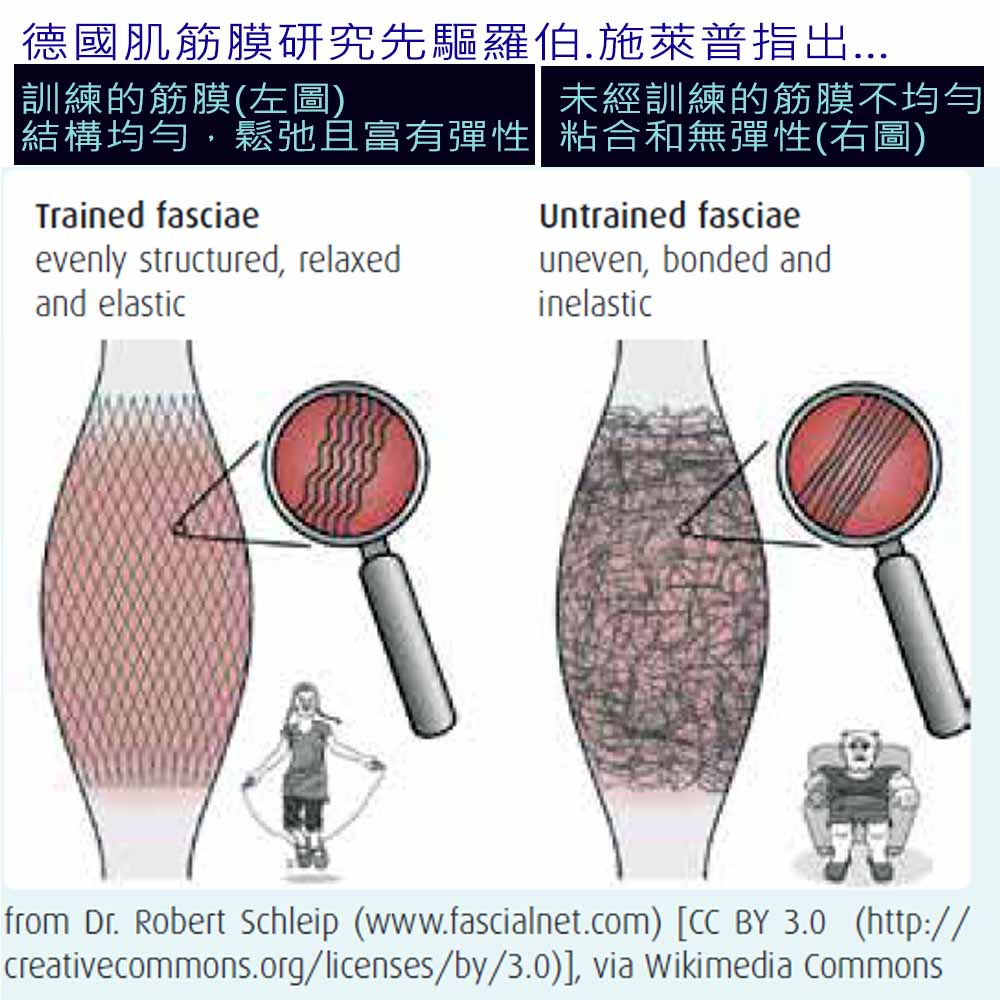 核心鍛煉 坐姿矯正 骨盆前傾 腰痠背痛 下背痛 坐骨神經痛 美姿美儀