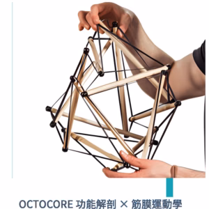 Octocore®功能解剖 × 筋膜運動學整合訓練國際認證課程-Certified Instructor Workshop 2026(傅士豪老師)